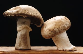 Super-alimentele: Ciupercile