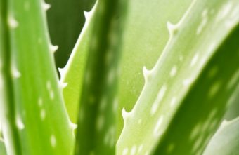 Aloe vera: planta miraculoasa de prim ajutor