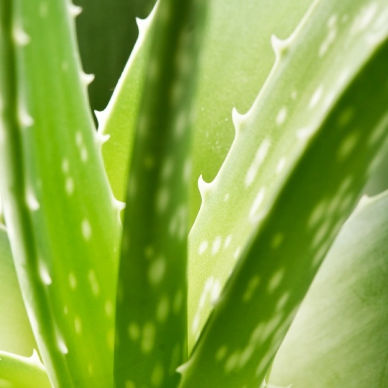 Aloe vera: planta miraculoasa de prim ajutor