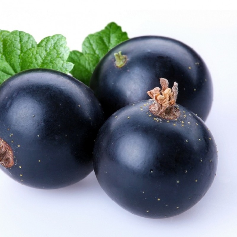 Coacazele negre, fructele longevitatii
