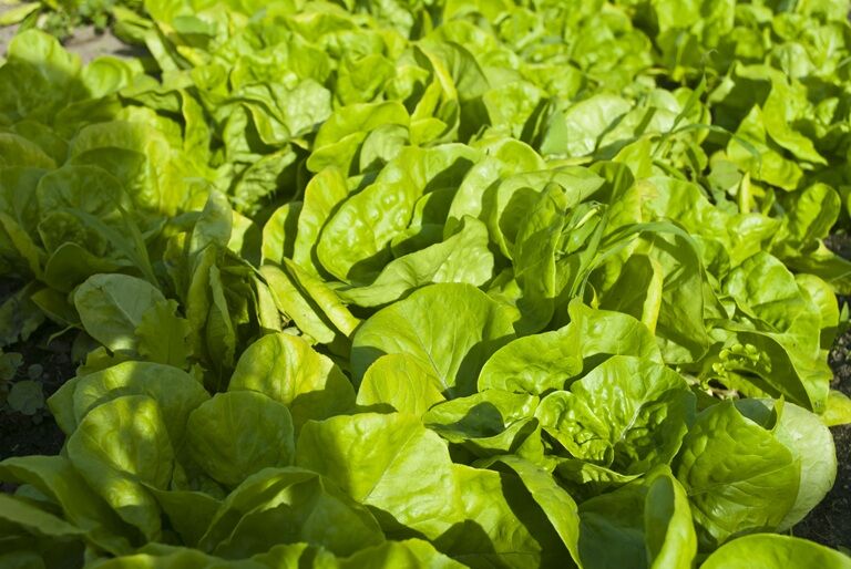 Dieta românească pentru detoxifiere