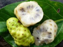 Beneficiile fructului noni