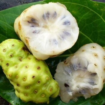 Beneficiile fructului noni