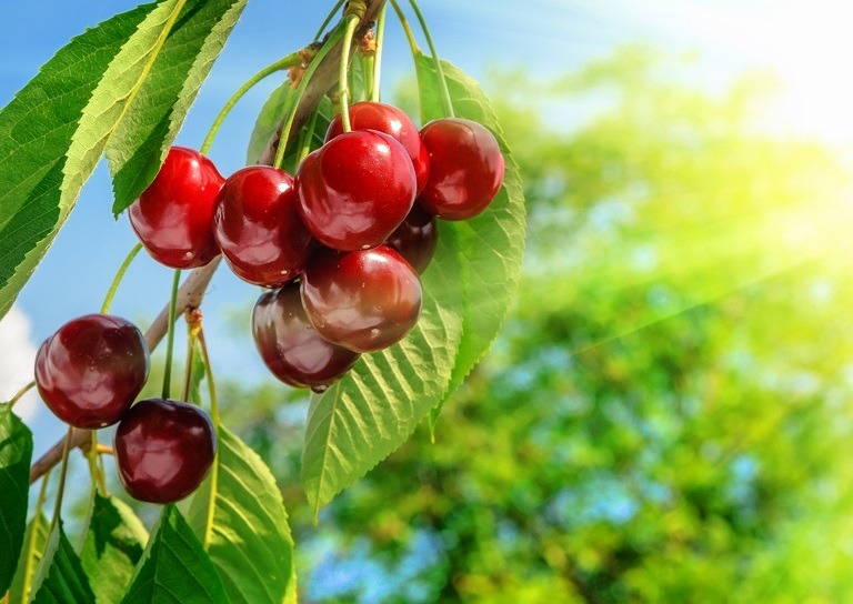 Cireșe – beneficii, calorii, proprietăți terapeutice