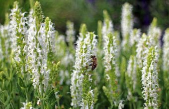 Salvia alba, o planta cu multiple beneficii pentru sanatate