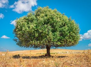 Copacul de argan, spectaculos în peisajul Marocului