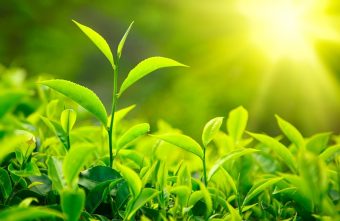 Extracte din plante pentru slăbit și detoxifiere