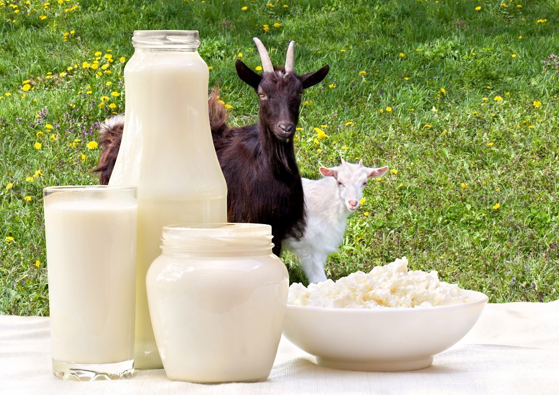 Este laptele de capră mai… special?