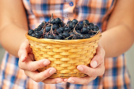 Aronia – beneficii, modalități de consum