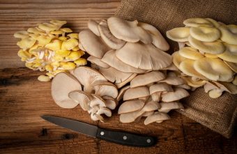 Ciupercile pleurotus – beneficii și rețete
