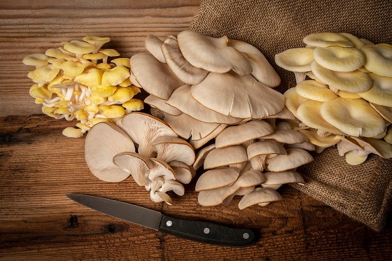 Ciupercile pleurotus – beneficii și rețete
