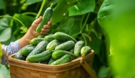 Beneficiile consumului de castraveți, legume rehidratante și cu proprietăți diuretice