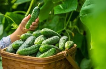 Beneficiile consumului de castraveți, legume rehidratante și cu proprietăți diuretice