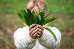 Leurda – proprietăți nutritive și beneficii