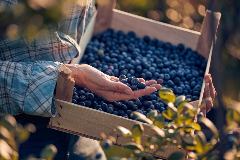 Care sunt cele mai importante beneficii ale consumului de afine