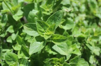 Oregano, beneficii remarcabile pentru corp și minte