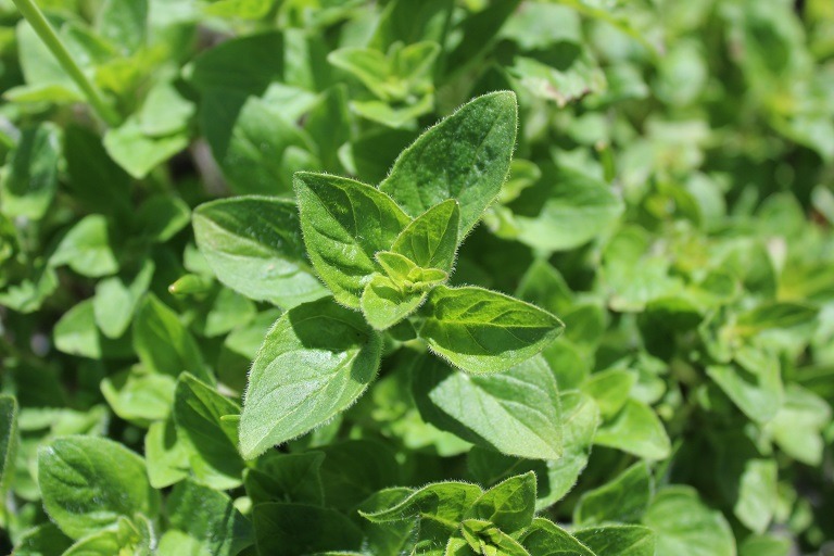 Oregano, beneficii remarcabile pentru corp și minte