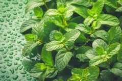 Top 10 beneficii ale consumului de mentă