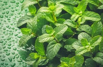 Top 10 beneficii ale consumului de mentă