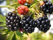 Mure – beneficii pentru sănătate și recomandări de consum