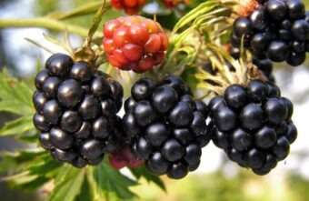 Mure – beneficii pentru sănătate și recomandări de consum