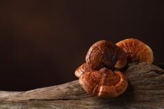 Ciuperca Ganoderma Lucidum: beneficii pentru sănătate și sprijin în tratamentul obezității
