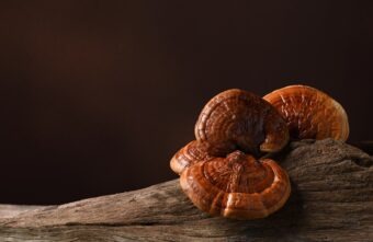 Ciuperca Ganoderma Lucidum: beneficii pentru sănătate și sprijin în tratamentul obezității