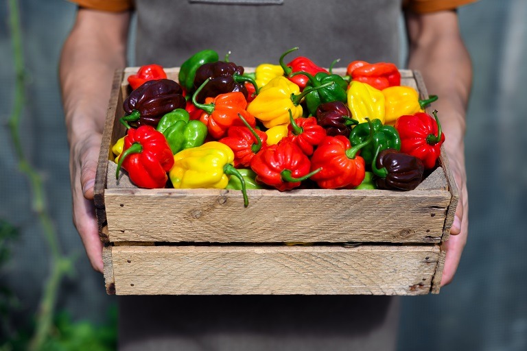 Ardeii grași: vitamina C și efecte antioxidante, beneficii pentru sănătate