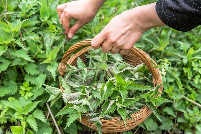 Urzicile: ce conțin, ce beneficii au și când trebuie consumate cu atenție