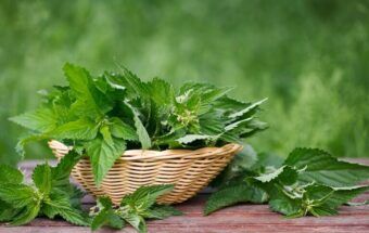 Urzicile: ce conțin, ce beneficii au și când trebuie consumate cu atenție
