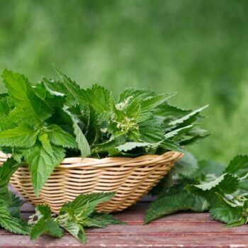 Urzicile: ce conțin, ce beneficii au și când trebuie consumate cu atenție