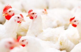 Carnea de pui din comerț: mituri și adevăruri despre hormoni și antibiotic