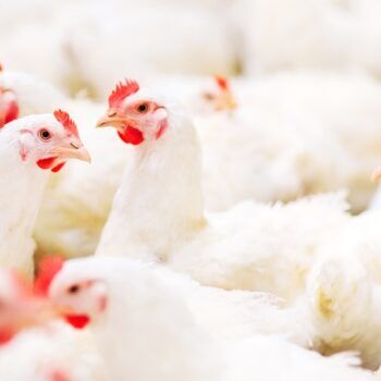 Carnea de pui din comerț: mituri și adevăruri despre hormoni și antibiotic