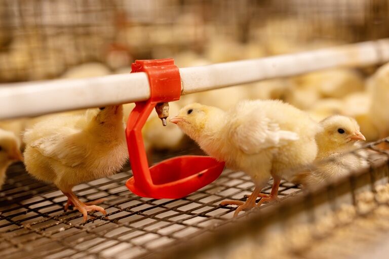 Carnea de pui din comerț: mituri și adevăruri despre hormoni și antibiotic